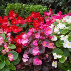 Begonia Sahara -Garden Centre Store 490232 2