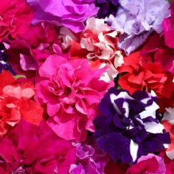 Petunia Bolero -Garden Centre Store 490235 3