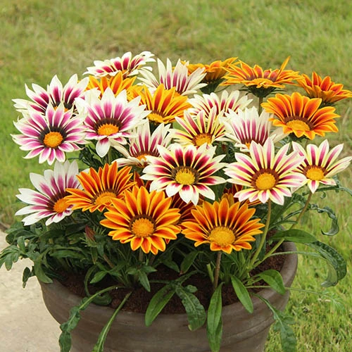 Gazania Firecracker 1 Gazania Firecracker