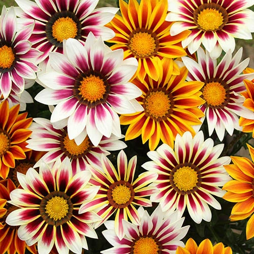 Gazania Firecracker 2 Gazania Firecracker - Image 2
