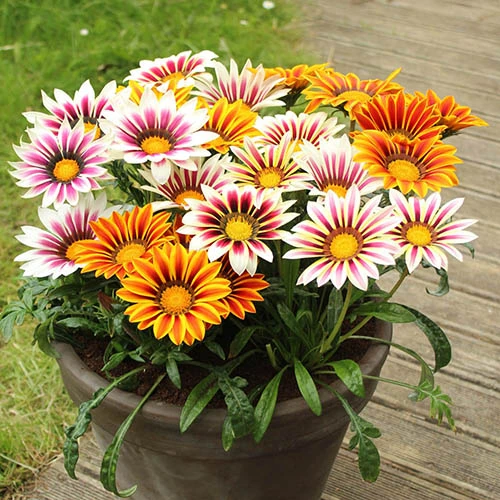 Gazania Firecracker 3 Gazania Firecracker - Image 3