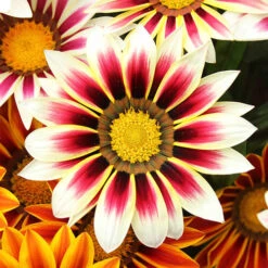 Gazania Firecracker 7 Gazania Firecracker -Garden Centre Store 490242 3