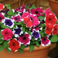 Petunia Express Ice -Garden Centre Store 490316 2
