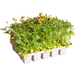 Viola Sorbet Tiger Eye Pro + Plug 60 -Garden Centre Store 490332 3