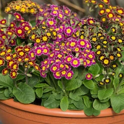 Polyanthus Victoriana Mixed Lace -Garden Centre Store 490349 2