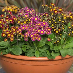 Polyanthus Victoriana Mixed Lace -Garden Centre Store 490349 3