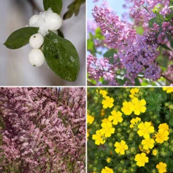 The Ultimate Winter Hardy Shrub Collection 8 The Ultimate Winter Hardy Shrub Collection -Garden Centre Store 500001 3