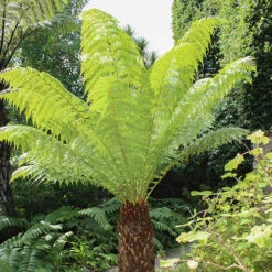 Tree Fern 'Dicksonia Antractica' Log - 1 Foot Tall -Garden Centre Store 500070 2