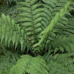 Tree Fern 'Dicksonia Antractica' Log - 1 Foot Tall -Garden Centre Store 500070 5