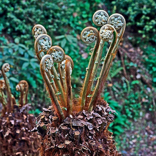 Tree Fern Dicksonia Antarctica Log 2 Tree Fern Dicksonia Antarctica Log - Image 2