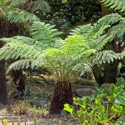 Tree Fern Dicksonia Antarctica Log 20cm Tall -Garden Centre Store 500073 3