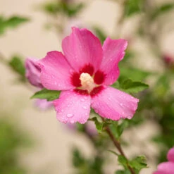 Hibiscus ?Woodbridge? -Garden Centre Store 500074 2
