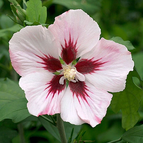 Hibiscus Syriacus 'Hamabo' 1 Hibiscus Syriacus 'Hamabo'