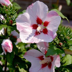 Hibiscus Syriacus 'Hamabo' 7 Hibiscus Syriacus 'Hamabo' -Garden Centre Store 500077 2