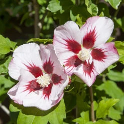 Hibiscus Syriacus 'Hamabo' 8 Hibiscus Syriacus 'Hamabo' -Garden Centre Store 500077 3