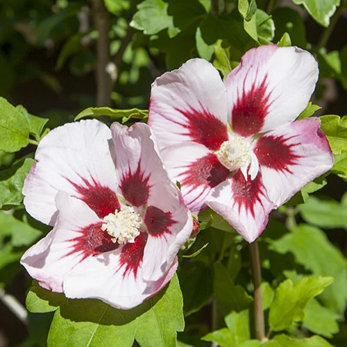 Hibiscus Syriacus 'Hamabo' 4 Hibiscus Syriacus 'Hamabo' - Image 4