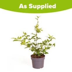 Hibiscus Syriacus 'Hamabo' 9 Hibiscus Syriacus 'Hamabo' -Garden Centre Store 500077 4