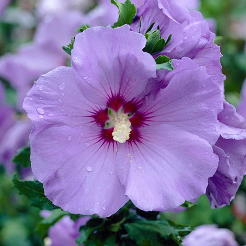 Hibiscus Syriacus 'Marina' 1 Hibiscus Syriacus 'Marina'