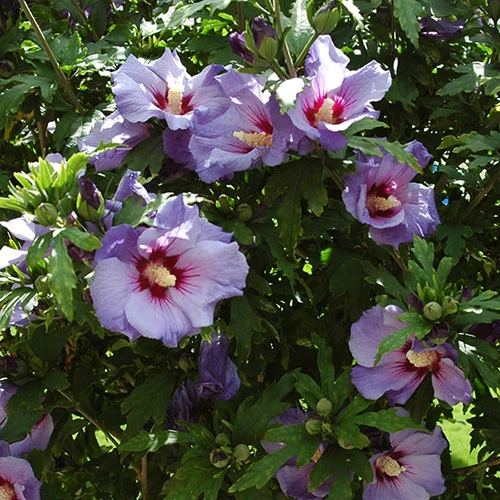 Hibiscus Syriacus 'Marina' 2 Hibiscus Syriacus 'Marina' - Image 2