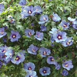 Hibiscus Syriacus 'Marina' 7 Hibiscus Syriacus 'Marina' -Garden Centre Store 500078 3