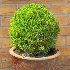 Pair Of Buxus Box Balls 8 Pair Of Buxus Box Balls -Garden Centre Store 500084 2