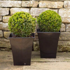 Pair Of Buxus Box Balls 9 Pair Of Buxus Box Balls -Garden Centre Store 500084 3