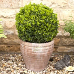 Pair Of Buxus Box Balls 10 Pair Of Buxus Box Balls -Garden Centre Store 500084 4