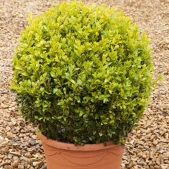 Pair Of Buxus Box Balls 11 Pair Of Buxus Box Balls -Garden Centre Store 500084 5