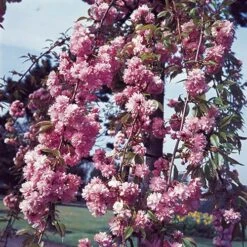 Flowering Cherry Collection -Garden Centre Store 500124 4