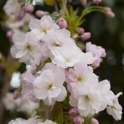 Flowering Cherry Collection -Garden Centre Store 500124 5