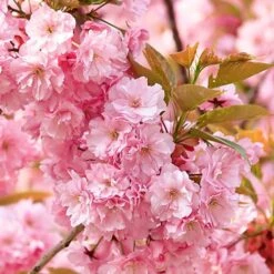 Flowering Cherry Collection -Garden Centre Store 500124 6