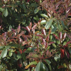 Photinia 'Little Red Robin' 6 Photinia 'Little Red Robin' -Garden Centre Store 500134 2