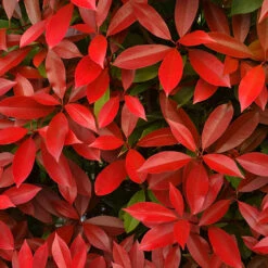 Photinia 'Little Red Robin' 7 Photinia 'Little Red Robin' -Garden Centre Store 500134 3