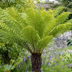 Tree Fern 'Dicksonia Antarctica'