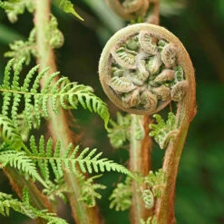 Tree Fern 'Dicksonia Antarctica' -Garden Centre Store 500233 4