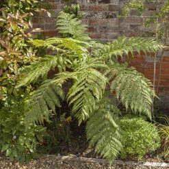 Tree Fern 'Dicksonia Antarctica' -Garden Centre Store 500233 6
