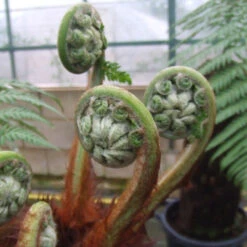 Tree Fern 'Dicksonia Antarctica' -Garden Centre Store 500233 7