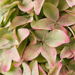 Hydrangea Magical Candle' 40/45cm Br X3 -Garden Centre Store 500247 3