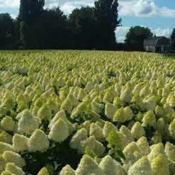 Hydrangea Magical Candle' 40/45cm Br X3 -Garden Centre Store 500247 4