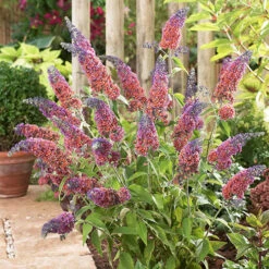 Buddleia 'Flower Power' -Garden Centre Store 510003 2