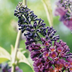 Buddleia 'Flower Power' -Garden Centre Store 510003 3