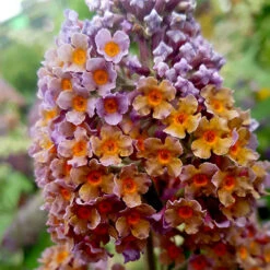 Buddleia 'Flower Power' -Garden Centre Store 510003 5