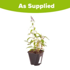Buddleia 'Flower Power' -Garden Centre Store 510003 6