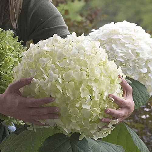 Tree Hydrangea 'Incrediball' 1 Tree Hydrangea 'Incrediball'