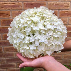 Tree Hydrangea 'Incrediball' 11 Tree Hydrangea 'Incrediball' -Garden Centre Store 510009 2