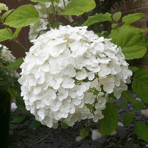 Tree Hydrangea 'Incrediball' 5 Tree Hydrangea 'Incrediball' - Image 5