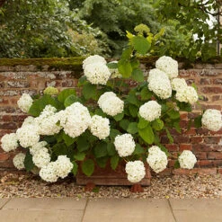 Tree Hydrangea 'Incrediball' 14 Tree Hydrangea 'Incrediball' -Garden Centre Store 510009 5