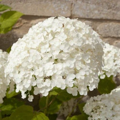 Tree Hydrangea 'Incrediball' 16 Tree Hydrangea 'Incrediball' -Garden Centre Store 510009 7