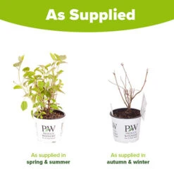 Tree Hydrangea 'Incrediball' 17 Tree Hydrangea 'Incrediball' -Garden Centre Store 510009 8