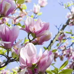 Fragrant Magnolia Collection -Garden Centre Store 510013 3